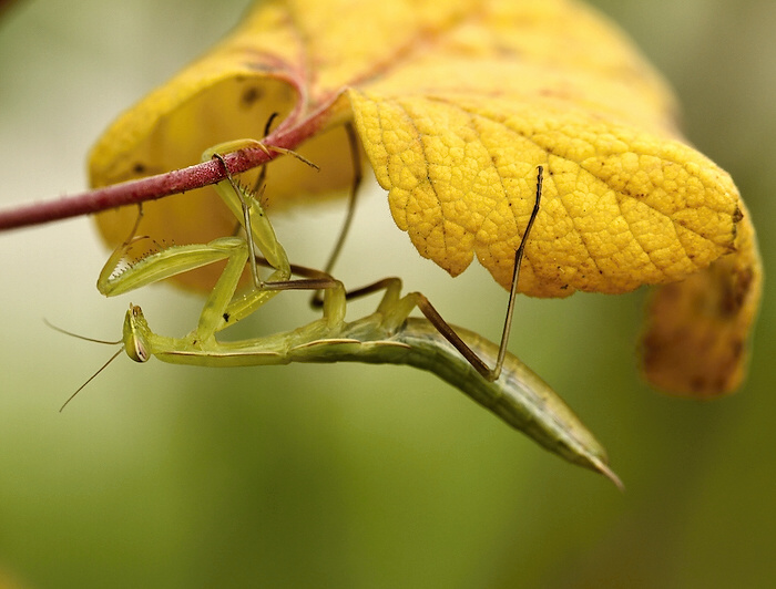 photo "***" tags: nature, insect