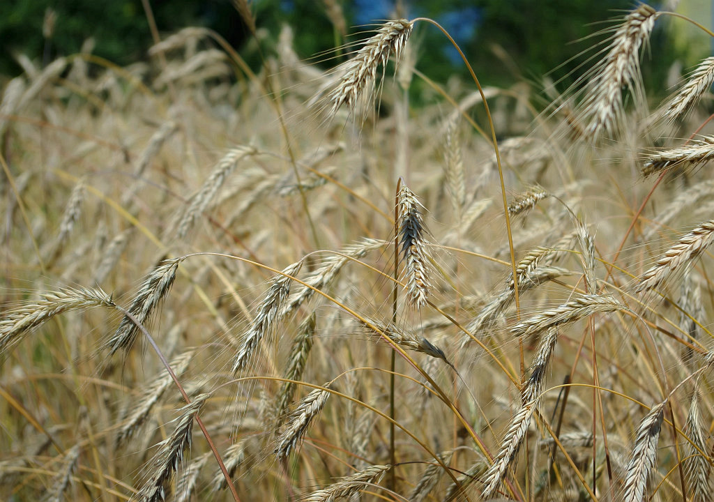 photo "The Rye" tags: nature, flowers