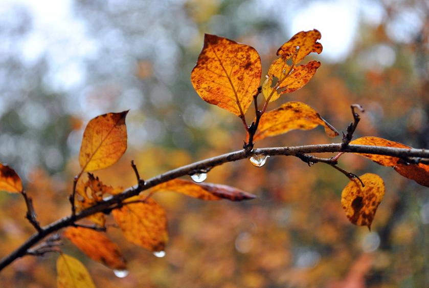 photo "***" tags: landscape, autumn