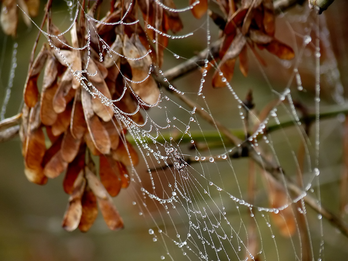 photo "***" tags: macro and close-up, 