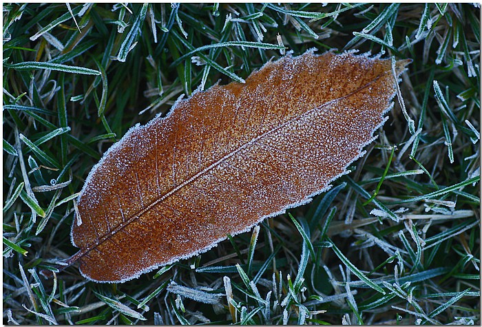 фото "Frosty Morn" метки: макро и крупный план, пейзаж, зима