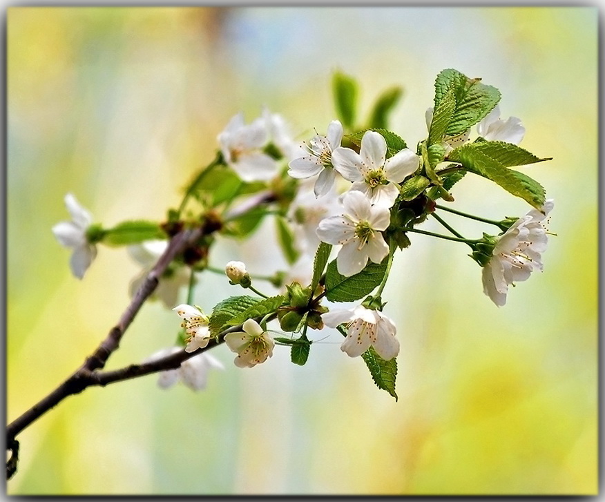 photo "***" tags: nature, flowers