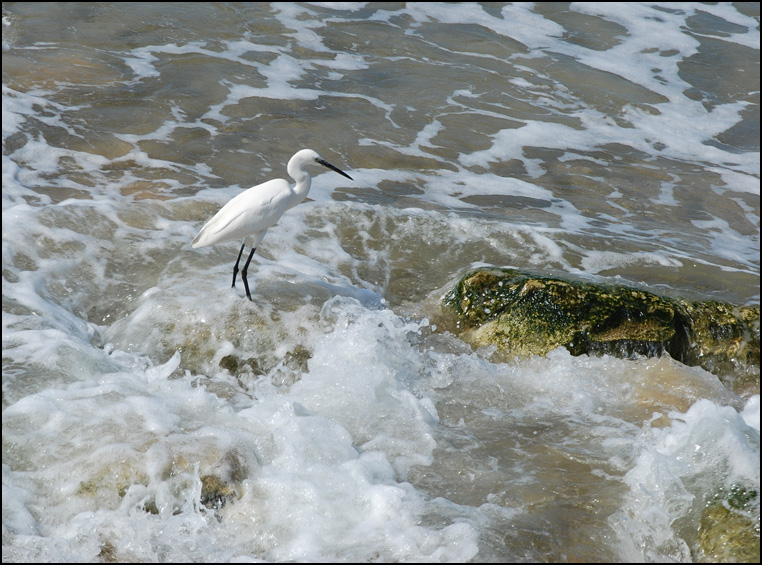 photo "Fishing" tags: landscape, nature, water, wild animals