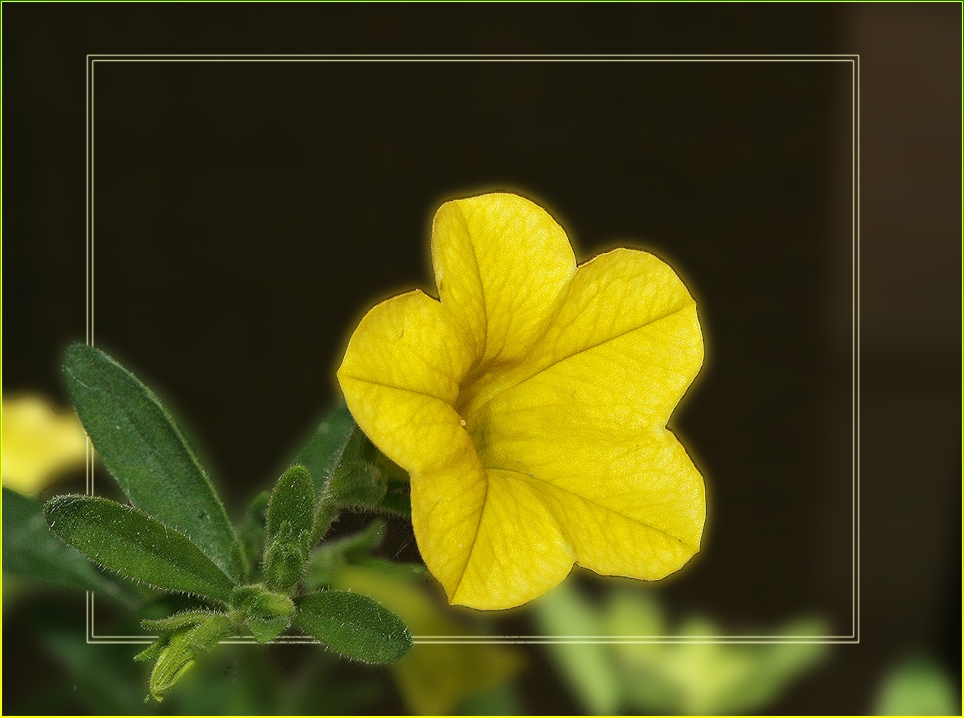 фото "Желтый граммофончик" метки: природа, макро и крупный план, цветы