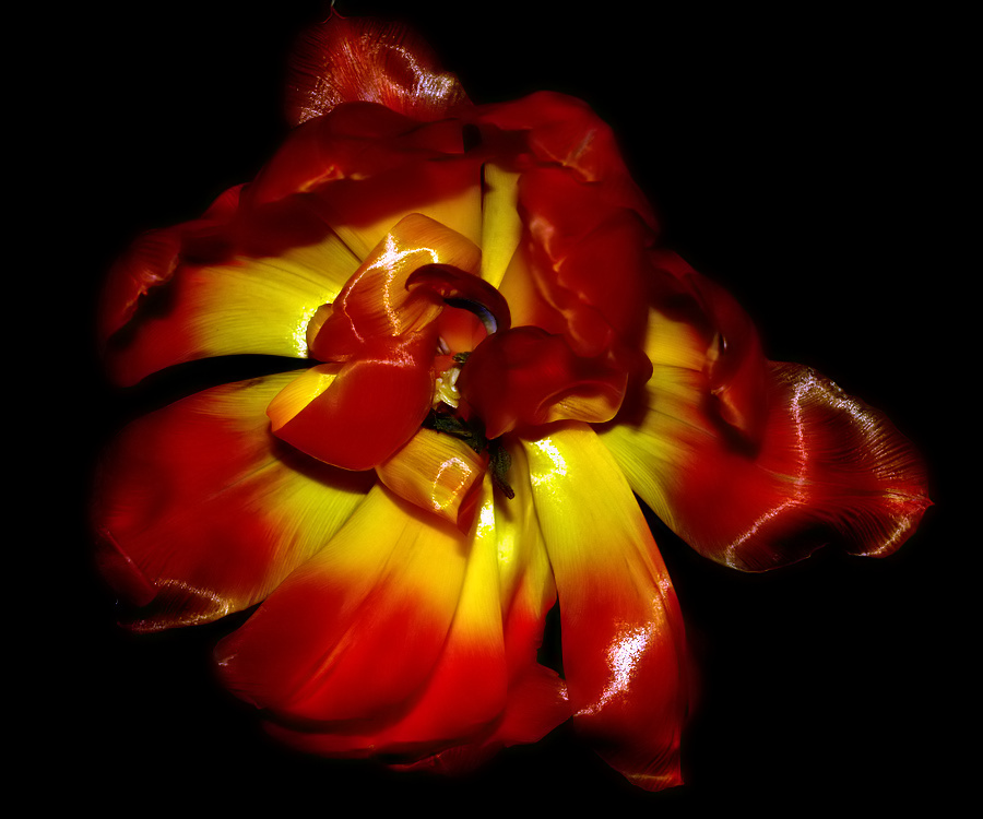 фото ""A Beautiful Tulip..."" метки: природа, цветы