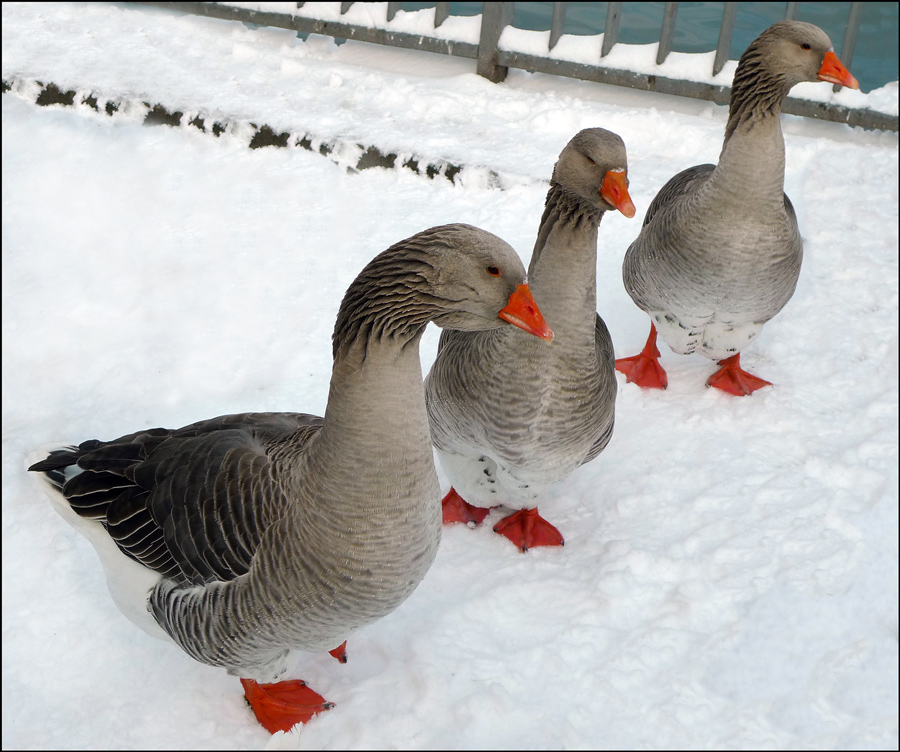 photo "Three geese" tags: nature, wild animals