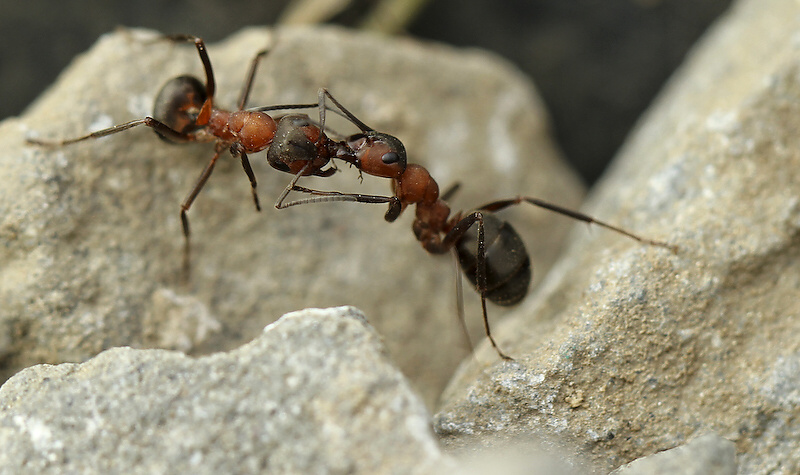 photo "***" tags: nature, insect