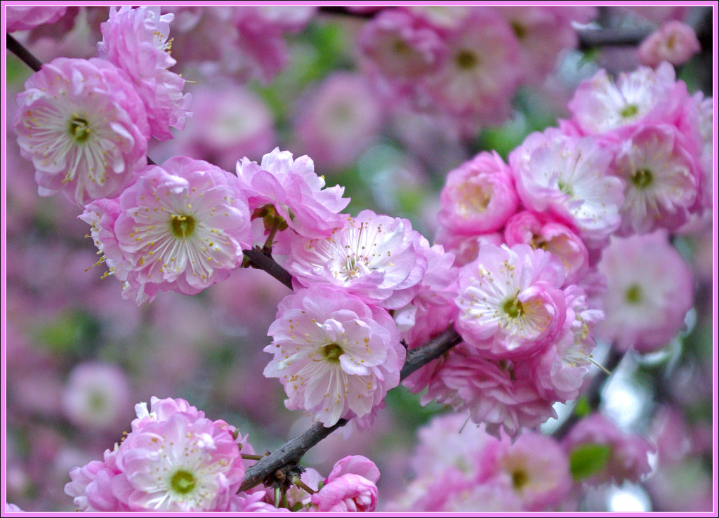 фото "весна" метки: природа, макро и крупный план, цветы