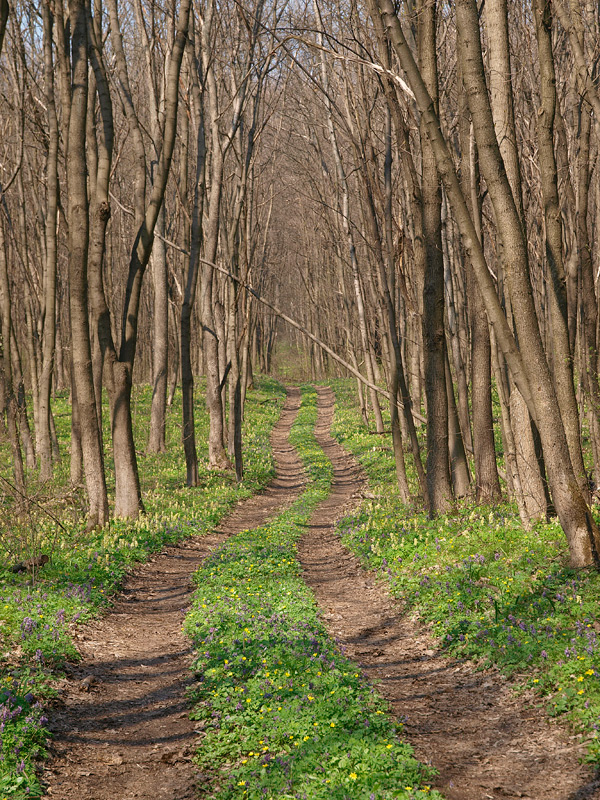 photo "***" tags: landscape, forest, spring