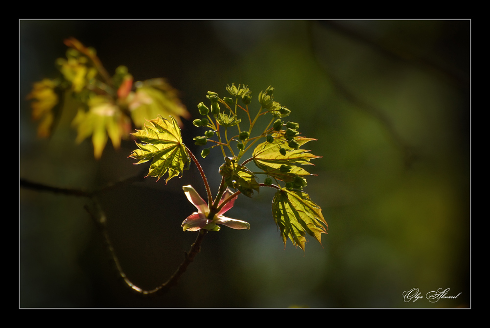 фото "***" метки: природа, цветы