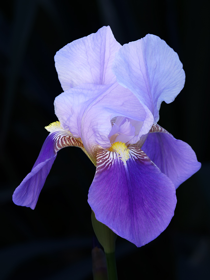 photo "***" tags: nature, flowers