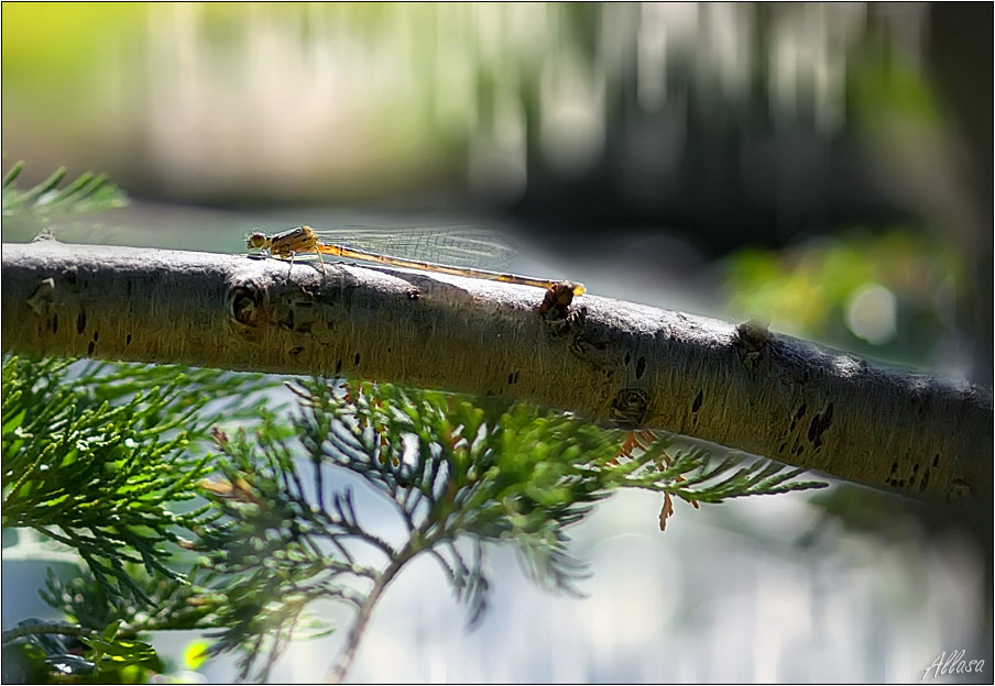 photo "***" tags: nature, insect