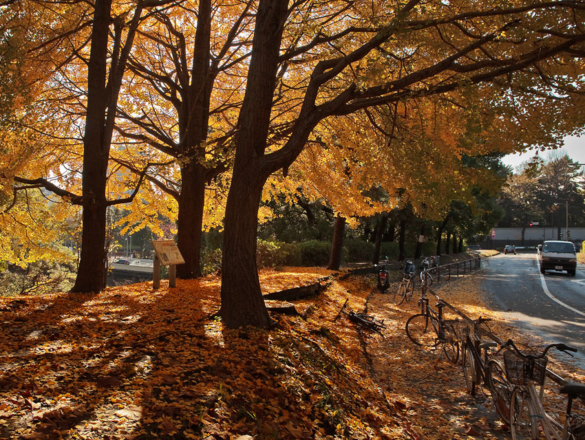 фото "Autumn" метки: пейзаж, осень