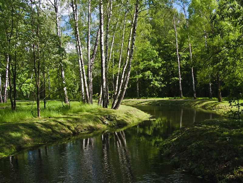 Лесные речки фото