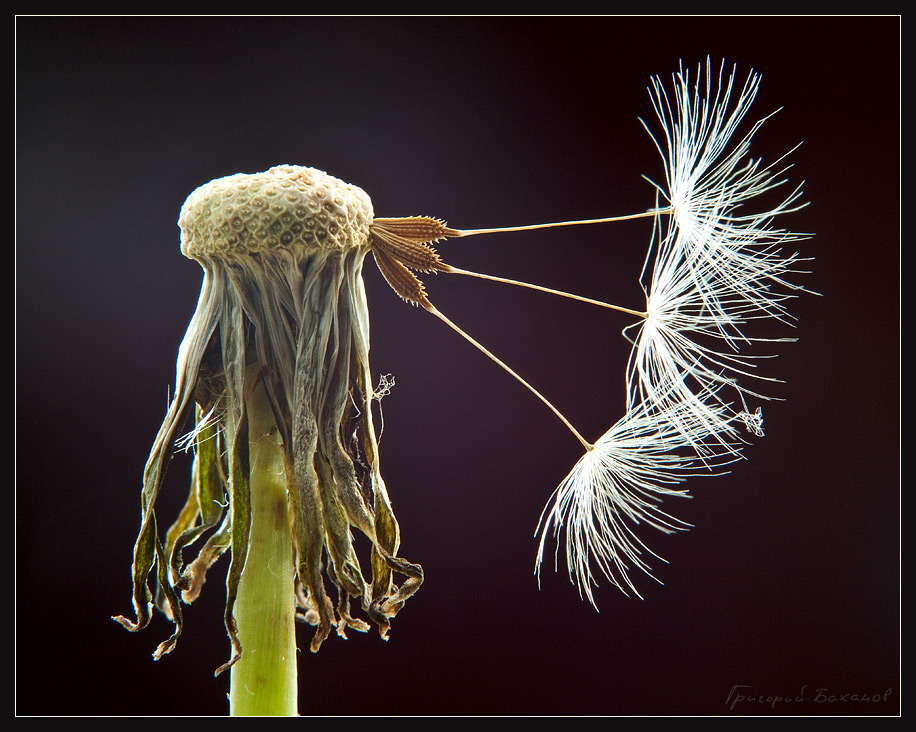 photo "***" tags: macro and close-up, nature, flowers