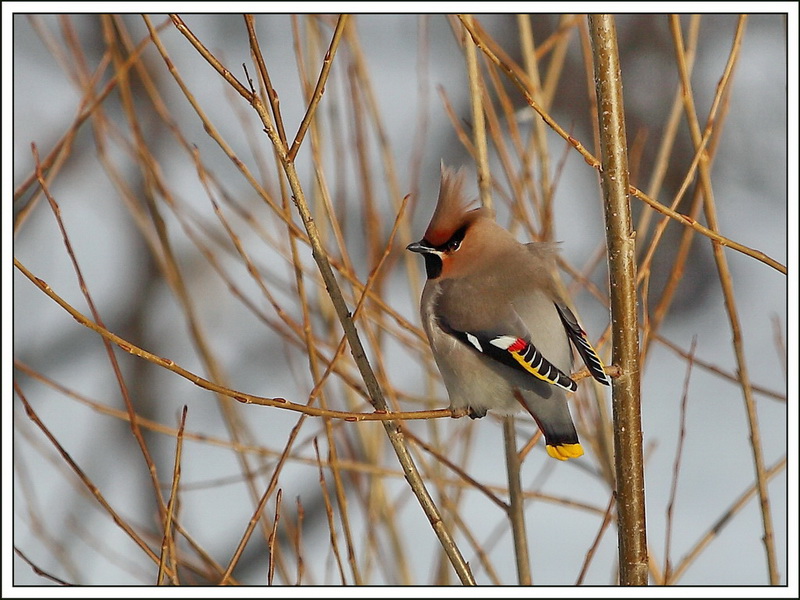 photo "***" tags: nature, wild animals