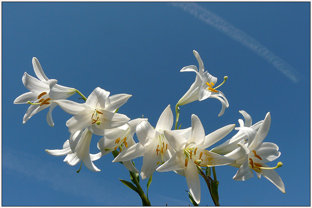 фото "White lilies" метки: природа, макро и крупный план, весна, небо, цветы