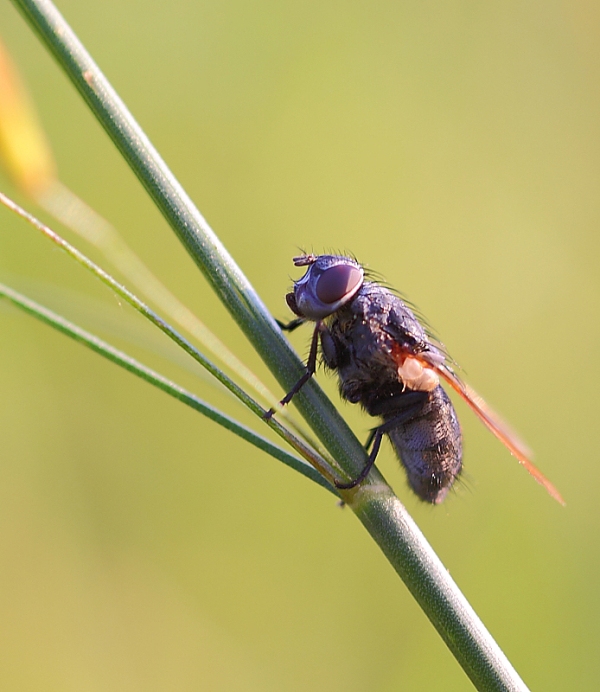 фото "Муха" метки: макро и крупный план, природа, насекомое