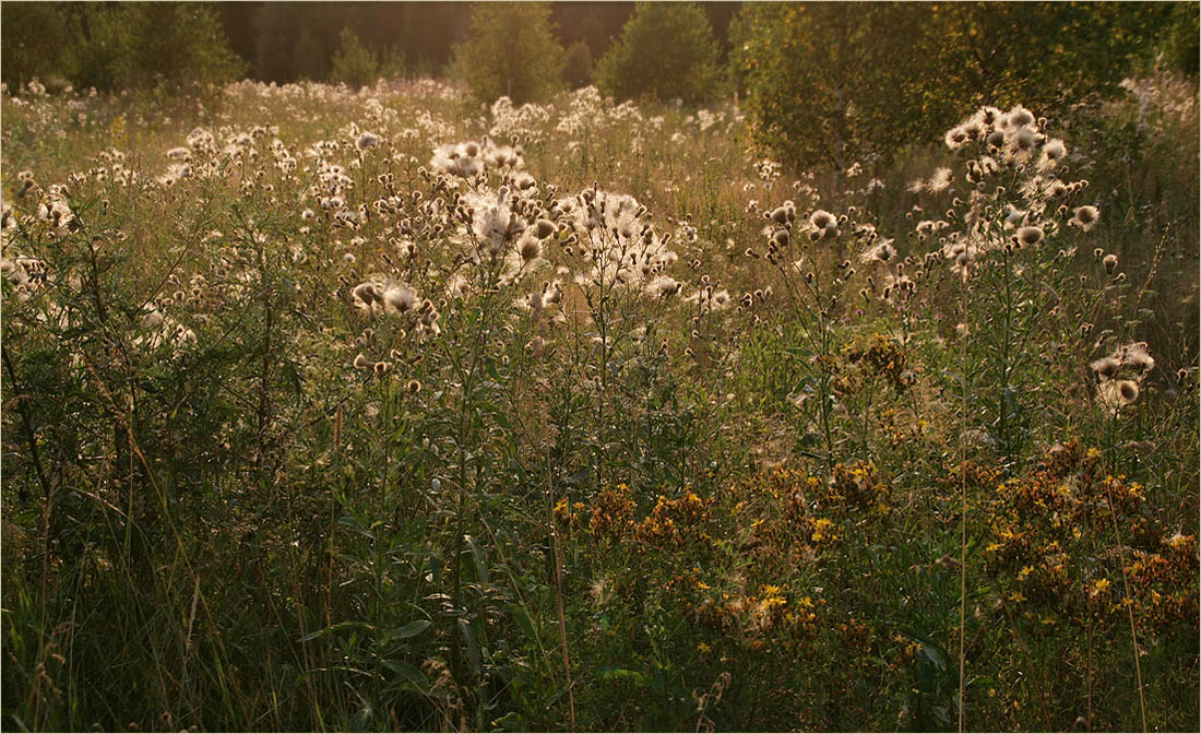 photo "The warm evening" tags: landscape, summer, sunset