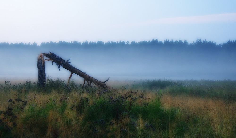 photo "***" tags: landscape, forest, summer