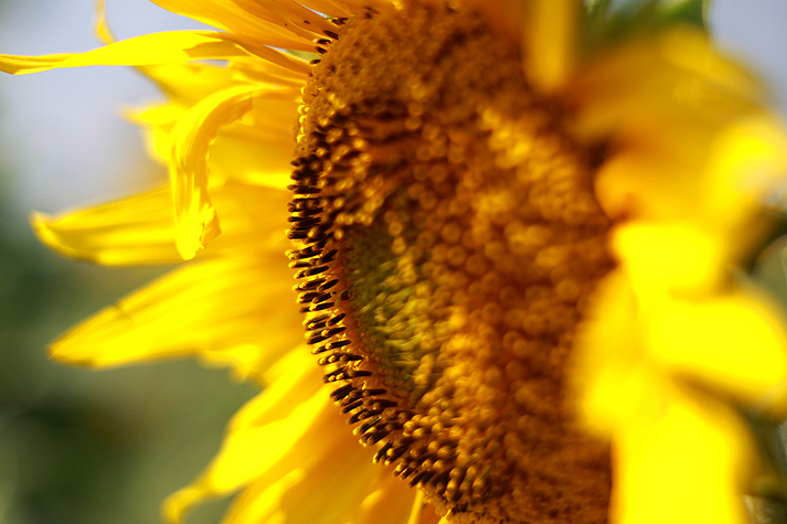 photo "***" tags: macro and close-up, 