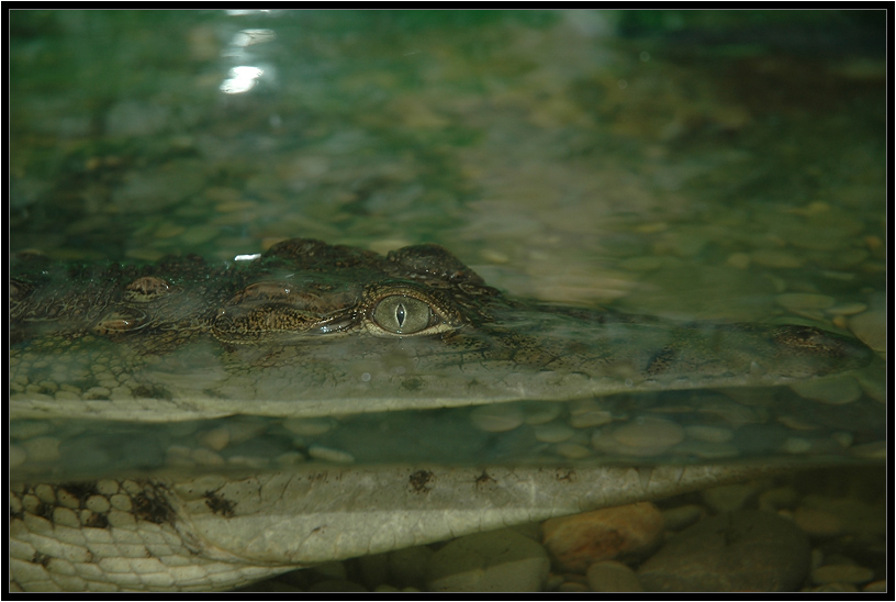 фото "Крокодил" метки: природа, дикие животные
