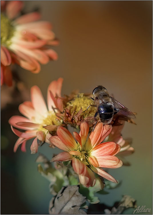 photo "***" tags: nature, flowers