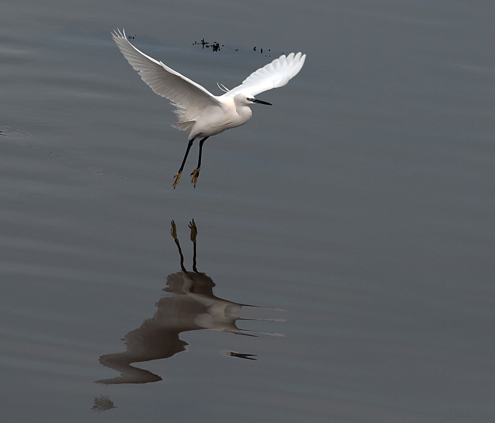 фото "Landing ..." метки: пейзаж, природа, вода, дикие животные