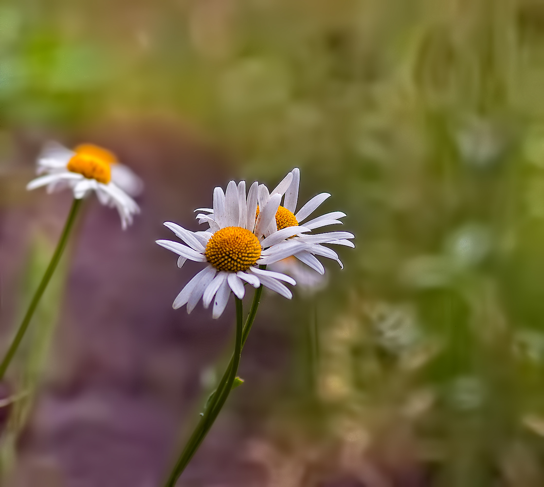 photo "White daisy daisy embraced ..." tags: nature, landscape, flowers, summer