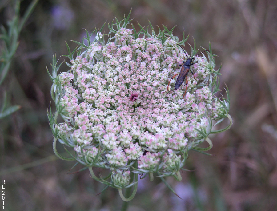 photo "***" tags: nature, flowers, insect