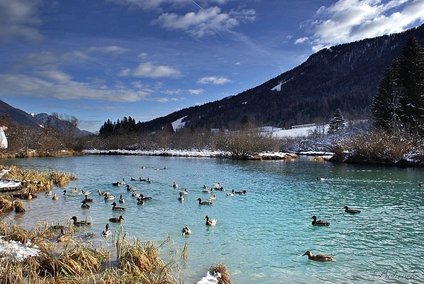 фото "zelenci" метки: пейзаж, зима