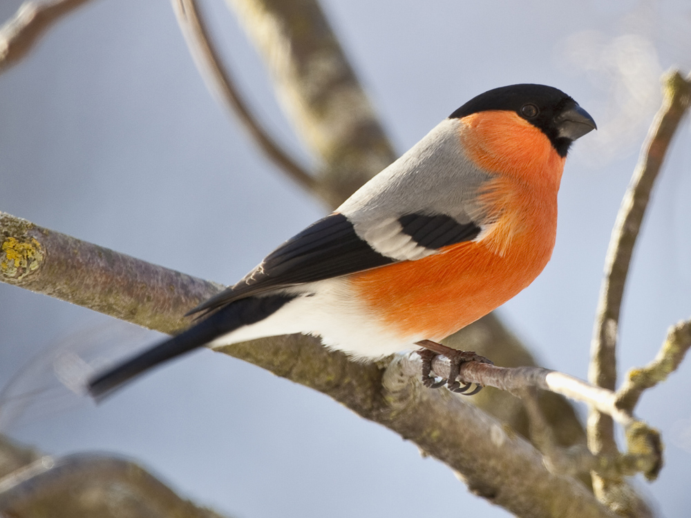 Птицы семейство воробьиные картинки с названием
