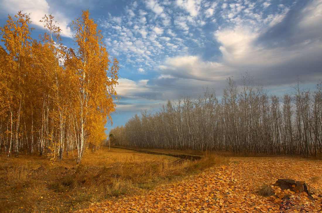 photo "***" tags: landscape, autumn, forest