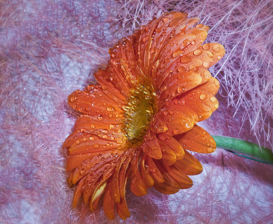 photo "***" tags: still life, nature, flowers