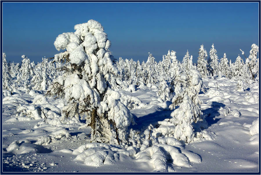 фото "Март в Приполярье" метки: пейзаж, зима, лес