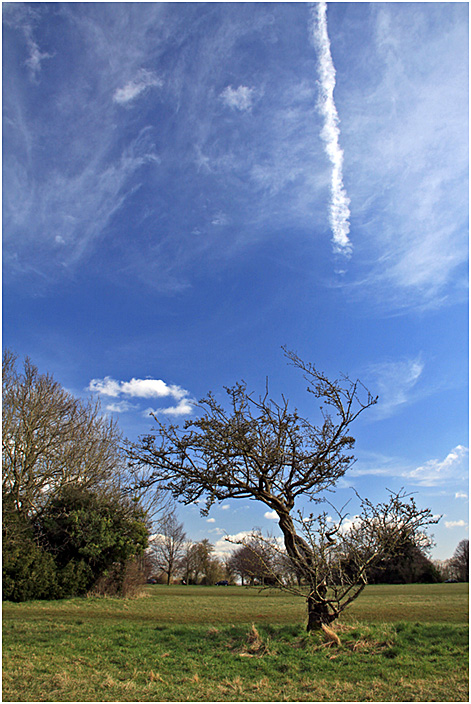 photo "***" tags: landscape, clouds, spring, tree, дерева