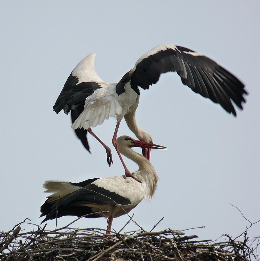 photo "***" tags: nature, wild animals