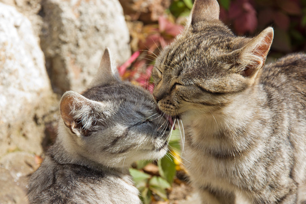 Лове кот. Котики любовь. Кошачья любовь. Кот целует. Кошачьи нежности.