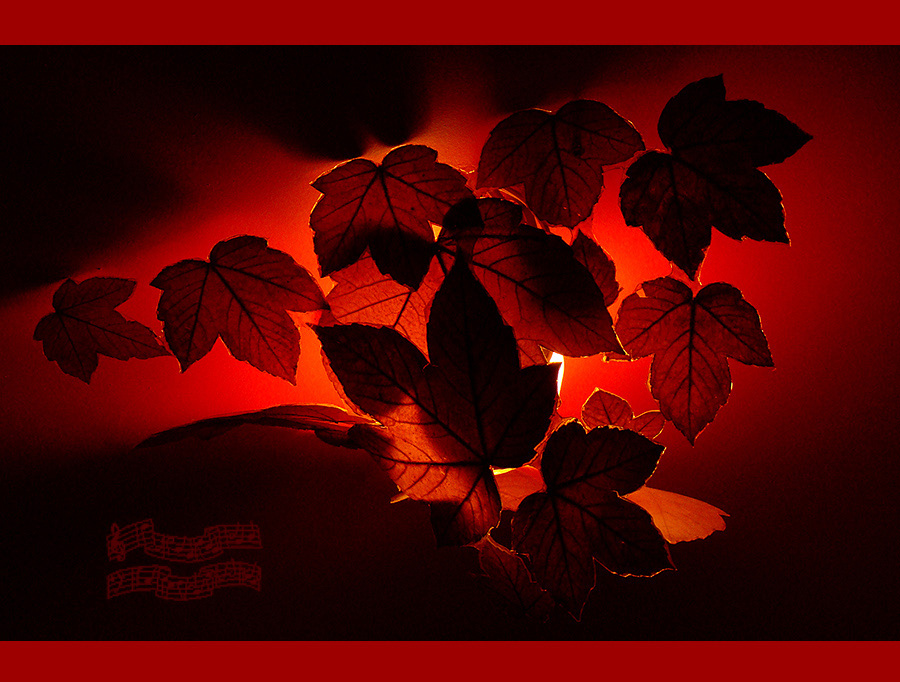 фото "Этюд в красном" метки: натюрморт, природа, цветы