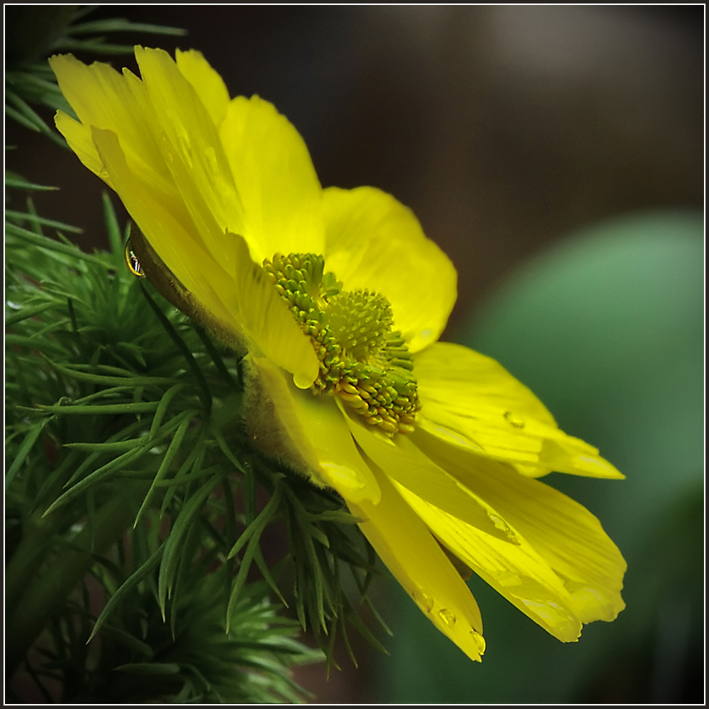 photo "***" tags: nature, macro and close-up, flowers