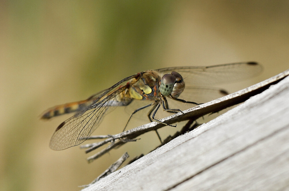 photo "***" tags: nature, insect