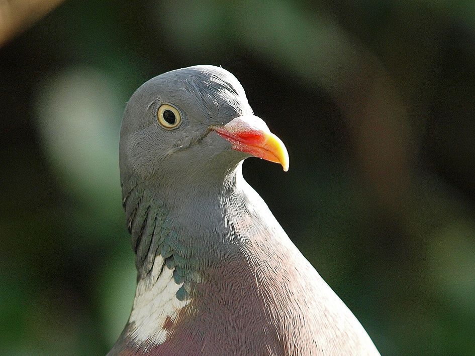 фото "When Doves Cry" метки: природа, дикие животные