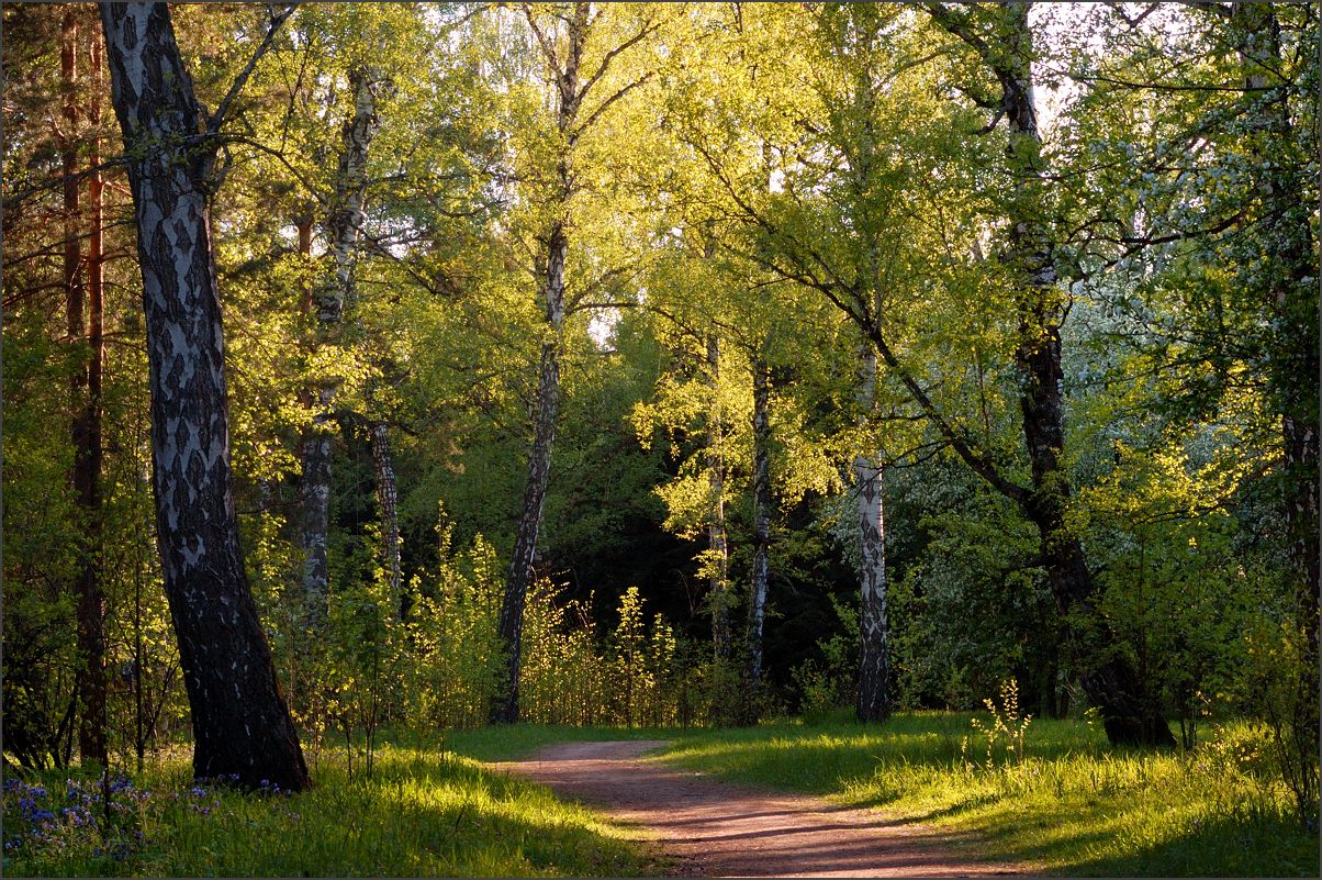 photo "Rays of golden light" tags: landscape, forest, summer