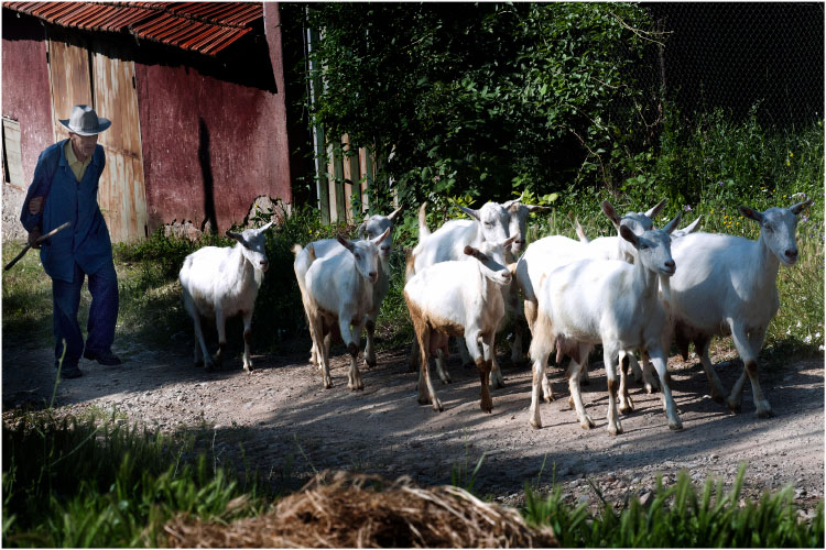 photo "селска идилия..." tags: genre, nature, pets/farm animals