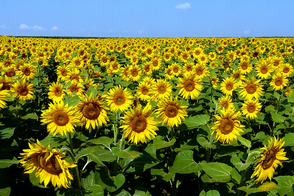 photo "***" tags: landscape, nature, flowers, summer, sunflower