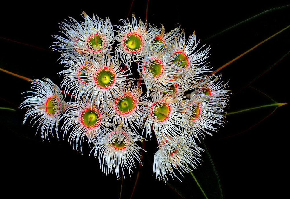 photo ""Fireworks..." #1" tags: nature, flowers