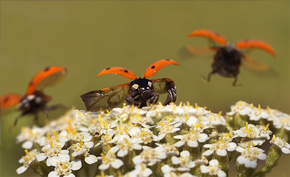 Божья коровка в полете картинка