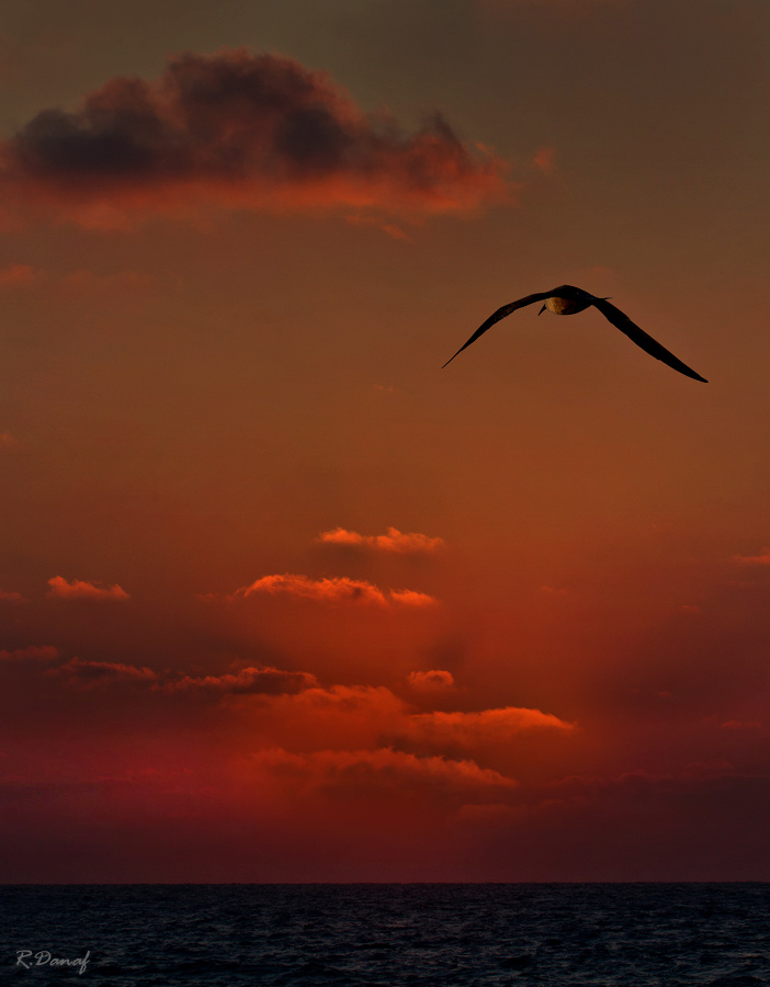 photo "Sunset flight" tags: travel, nature, Africa, sunset, water, wild animals