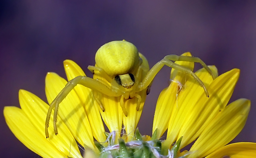 фото "Мой цветок!" метки: макро и крупный план, природа, паук
