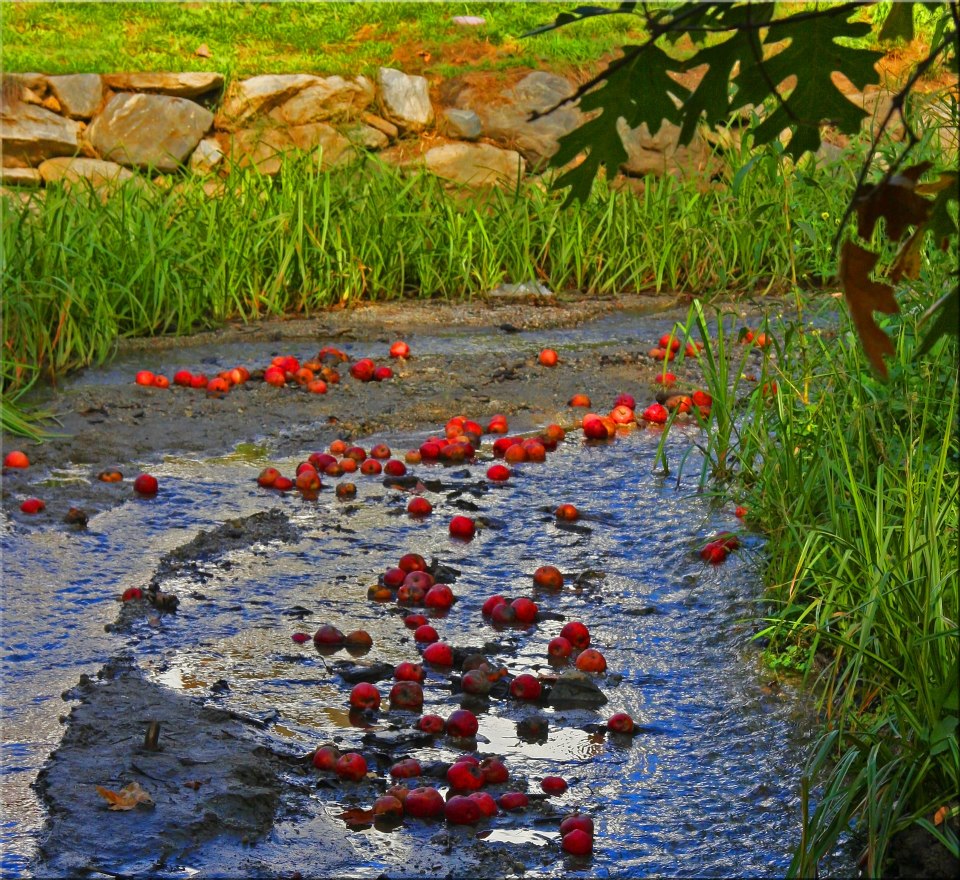 photo "Apples In The Stream" tags: landscape, nature, 